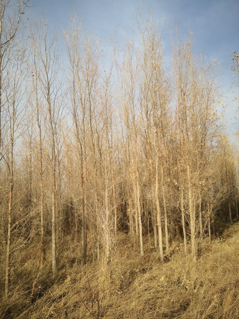 胡杨树苗基地直营【假一罚十】品种纯正放心购买胡杨
