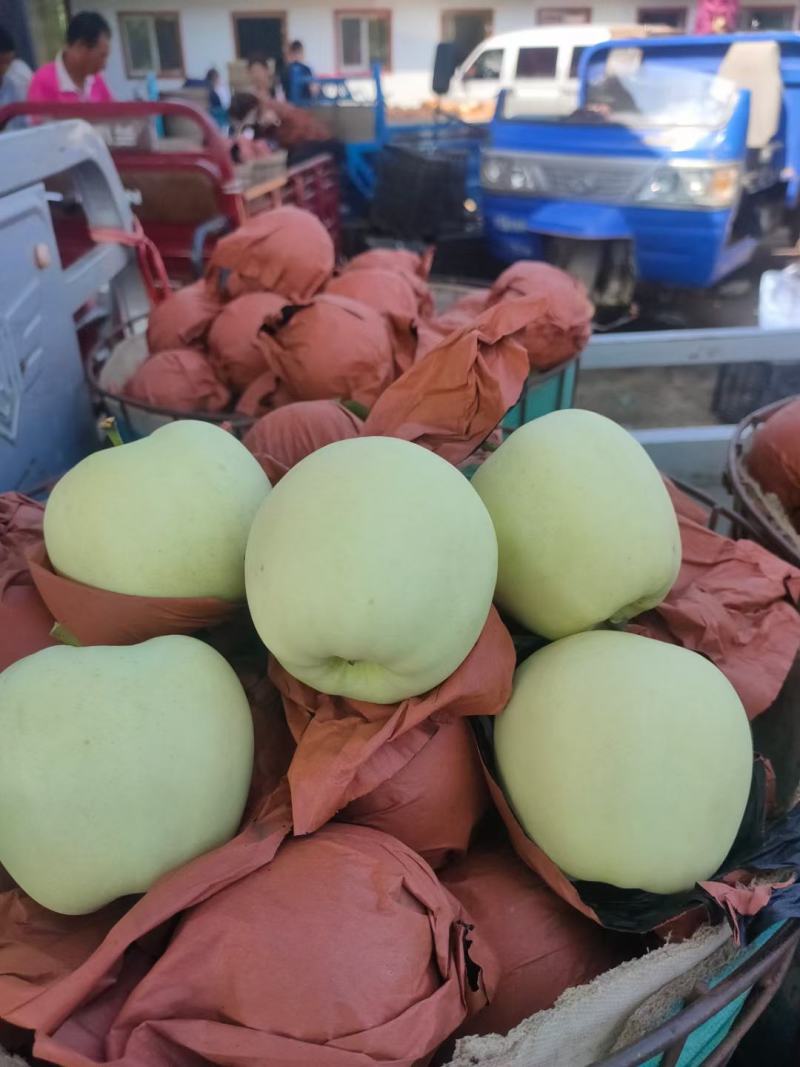 黄元帅大量下树纸袋膜袋都有需要的和我联系
