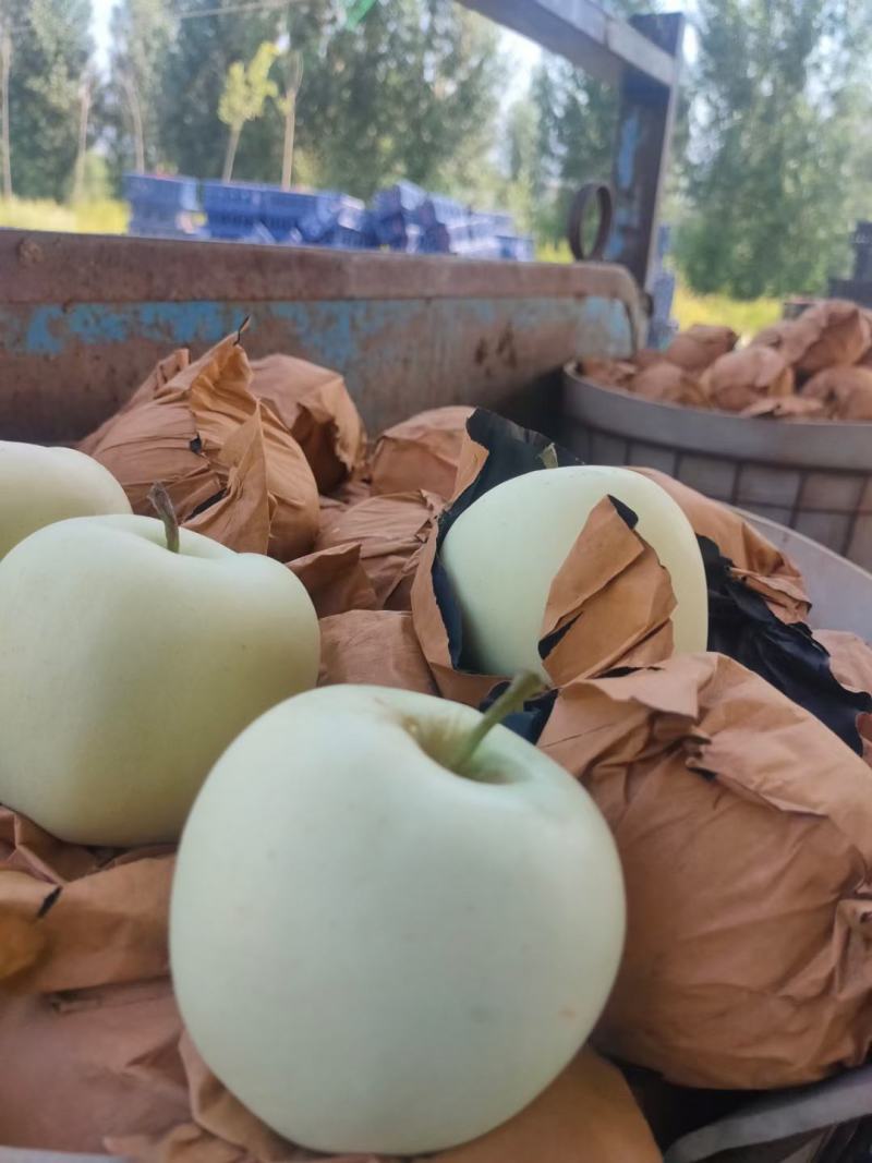 黄元帅大量下树纸袋膜袋都有需要的和我联系