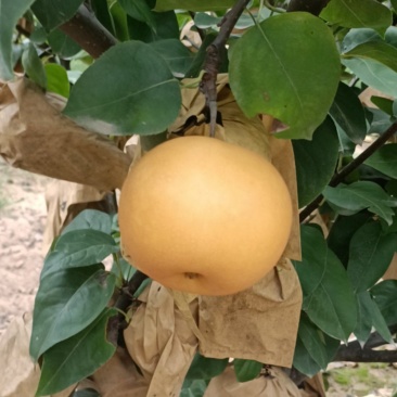 秋月梨