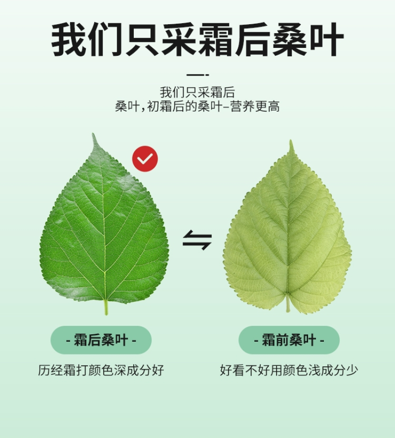 【霜桑叶】精选霜桑叶老树霜桑叶霜后采摘多规格可选包邮