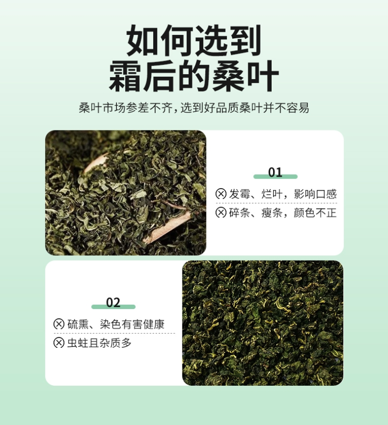 【霜桑叶】精选霜桑叶老树霜桑叶霜后采摘多规格可选包邮