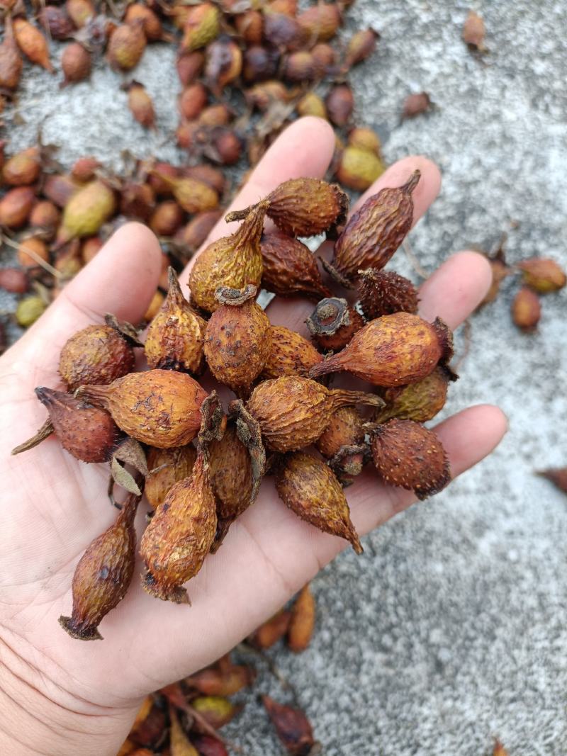 金樱子干货，今年的新货，是你需要的好料，欢迎需要联系