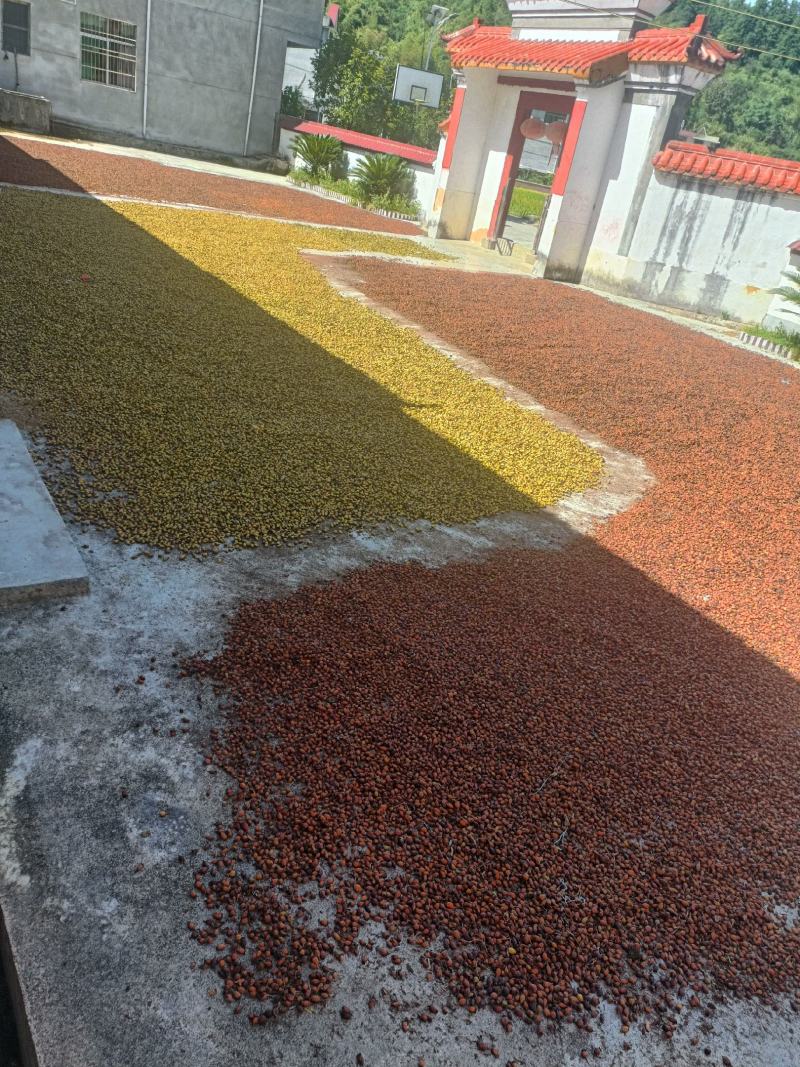 金樱子干货，今年的新货，是你需要的好料，欢迎需要联系