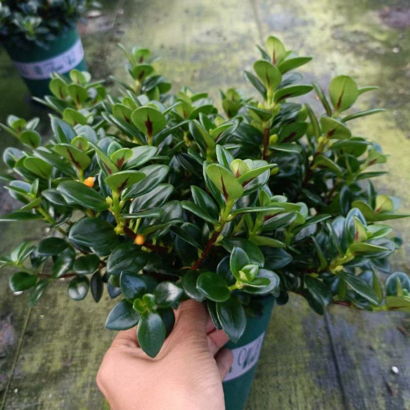 精品金鱼花，一年四季常青，可以开花，基地直发