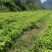 广西红花百部苗，5个薯起苗，基地直供，实格实惠
