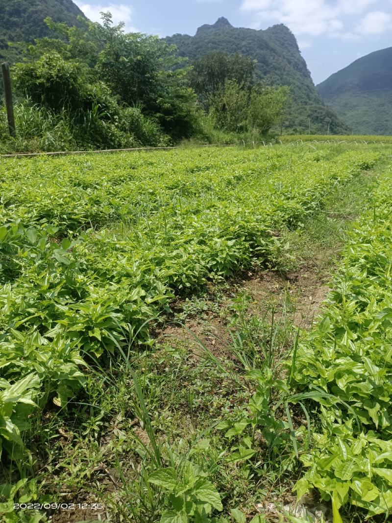 广西红花百部苗，5个薯起苗，基地直供，实格实惠