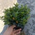 精品金鱼花，一年四季常青，可以开花，基地直发