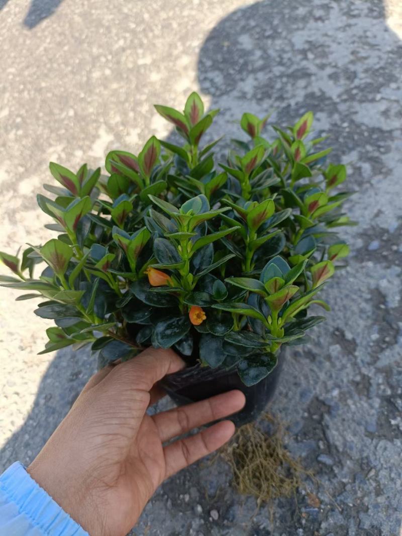 精品金鱼花，一年四季常青，可以开花，基地直发