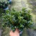 精品金鱼花，一年四季常青，可以开花，基地直发
