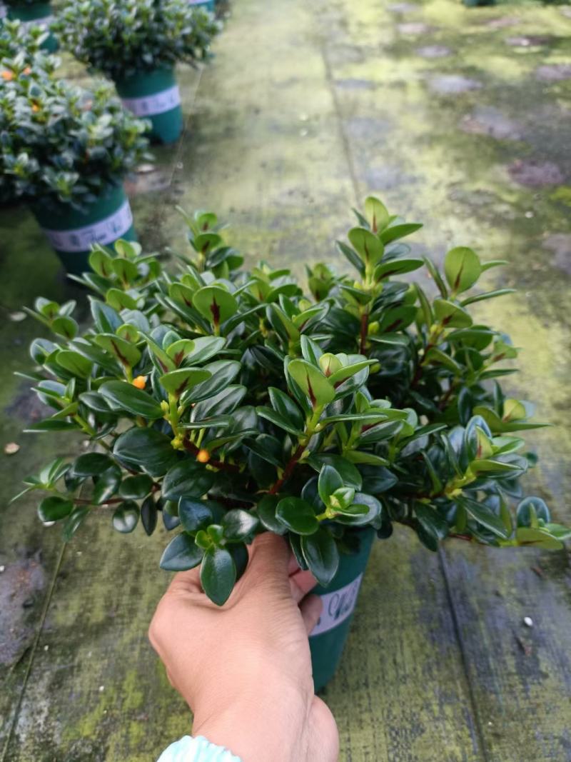 精品金鱼花，一年四季常青，可以开花，基地直发