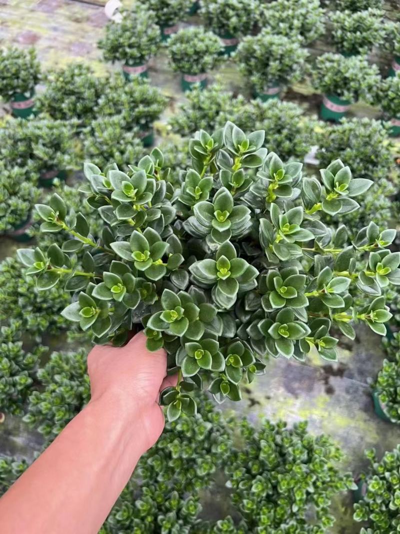精品金鱼花，一年四季常青，可以开花，基地直发