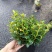 精品金鱼花，一年四季常青，可以开花，基地直发