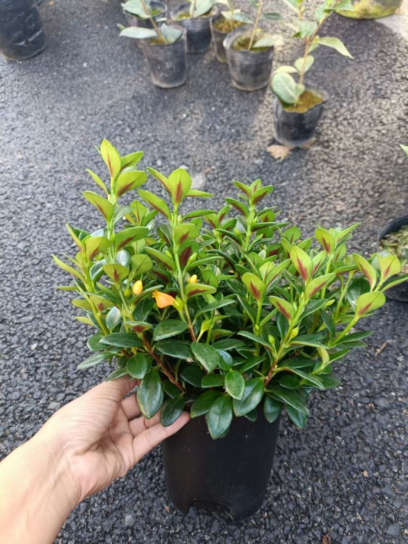 精品金鱼花，一年四季常青，可以开花，基地直发