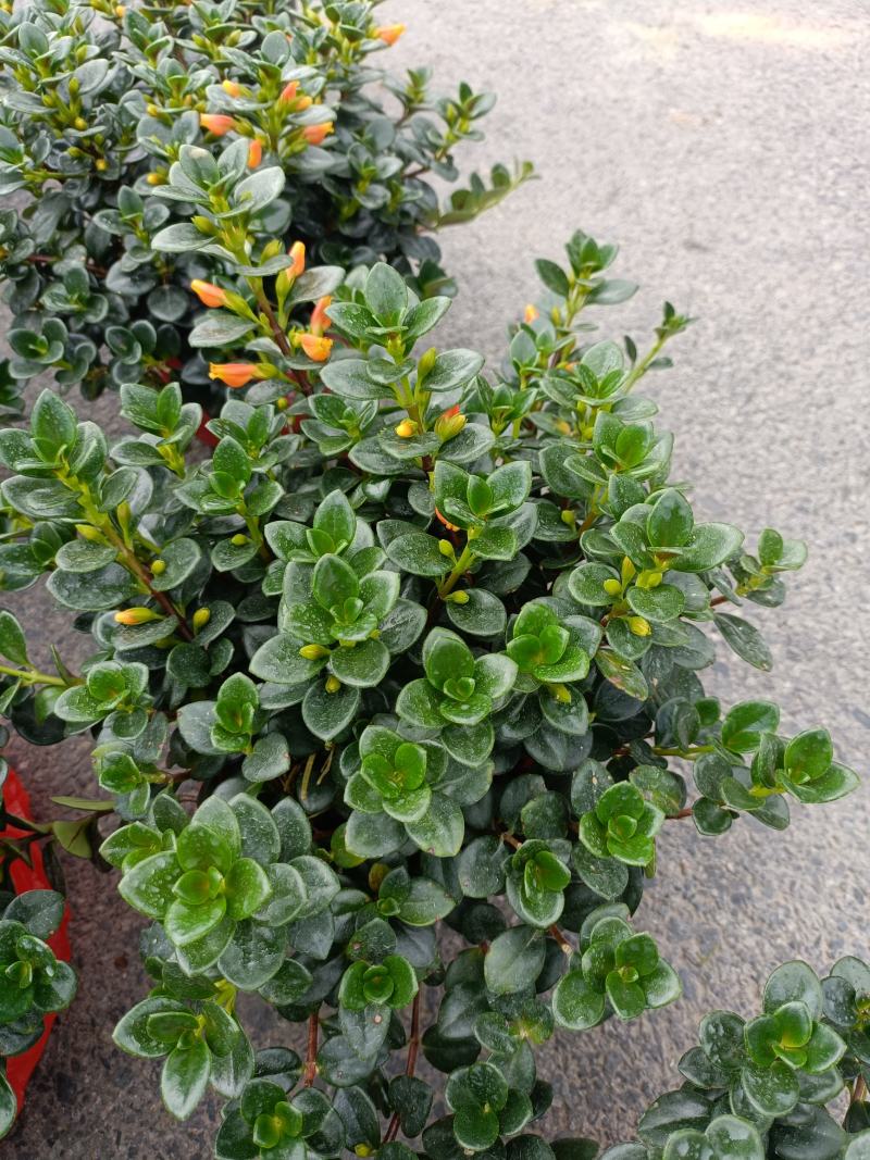 精品金鱼花，一年四季常青，可以开花，基地直发