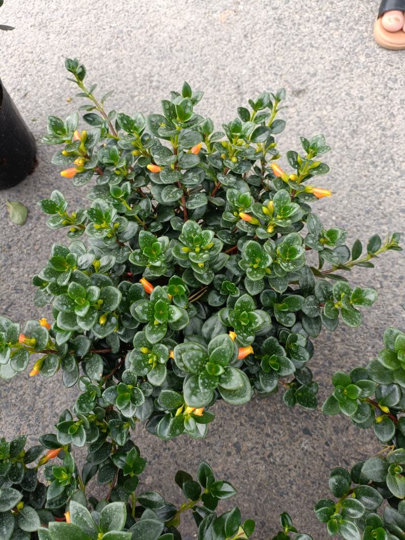 精品金鱼花，一年四季常青，可以开花，基地直发
