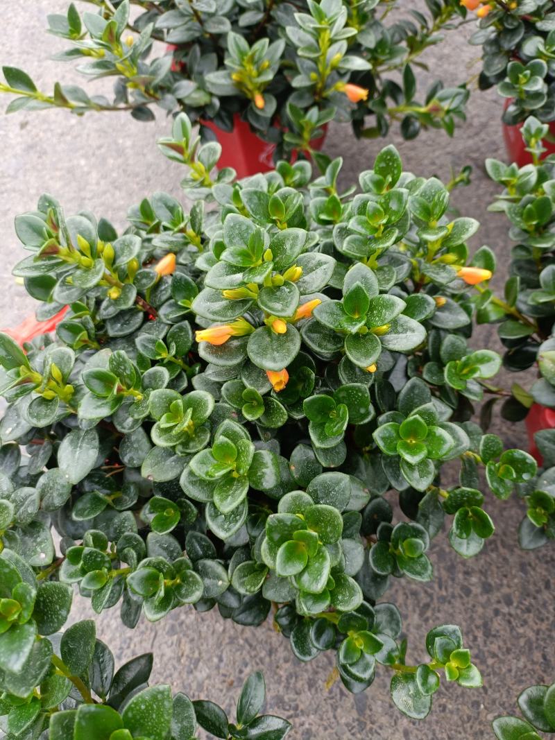 精品金鱼花，一年四季常青，可以开花，基地直发