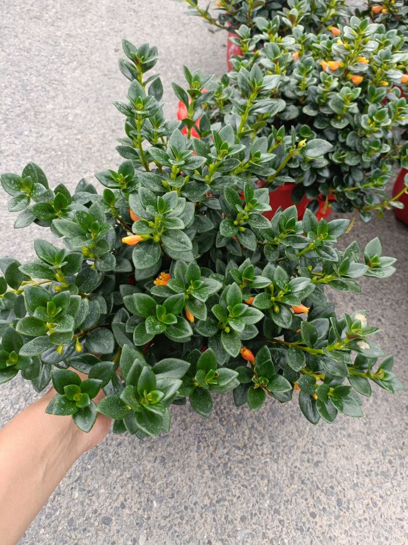 精品金鱼花，一年四季常青，可以开花，基地直发