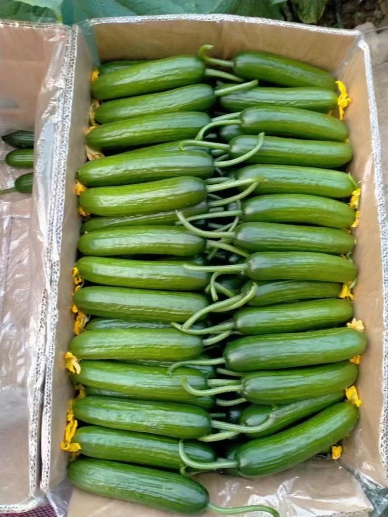 精品小黄瓜产地直发大量供应超市电商市场