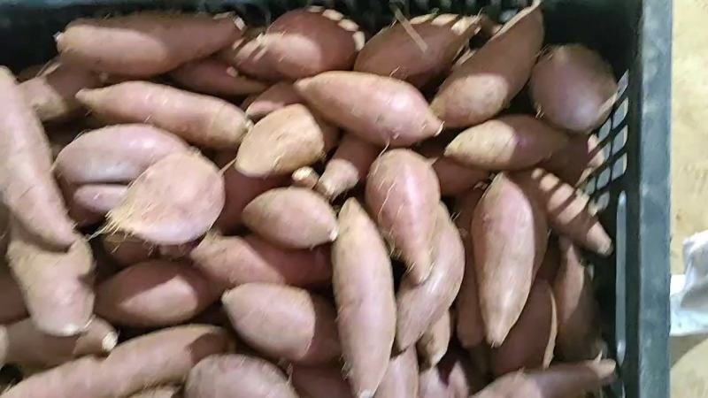 泰紫薯1号，新疆基地，夏季烤紫薯，选泰紫薯1号