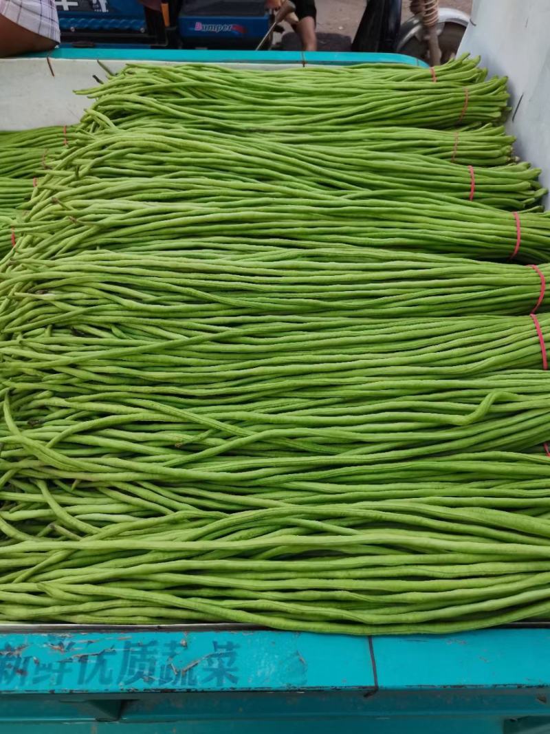 河南博爱精品豆角豇豆长豆角货源充足市场电商加工厂