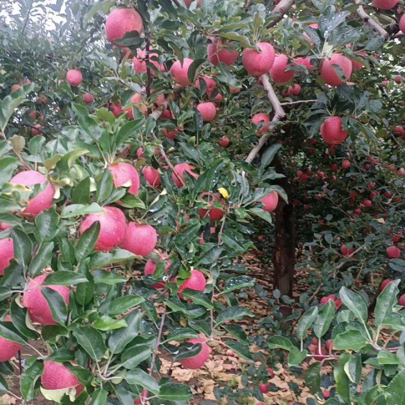 宜川冷库嘎啦苹果