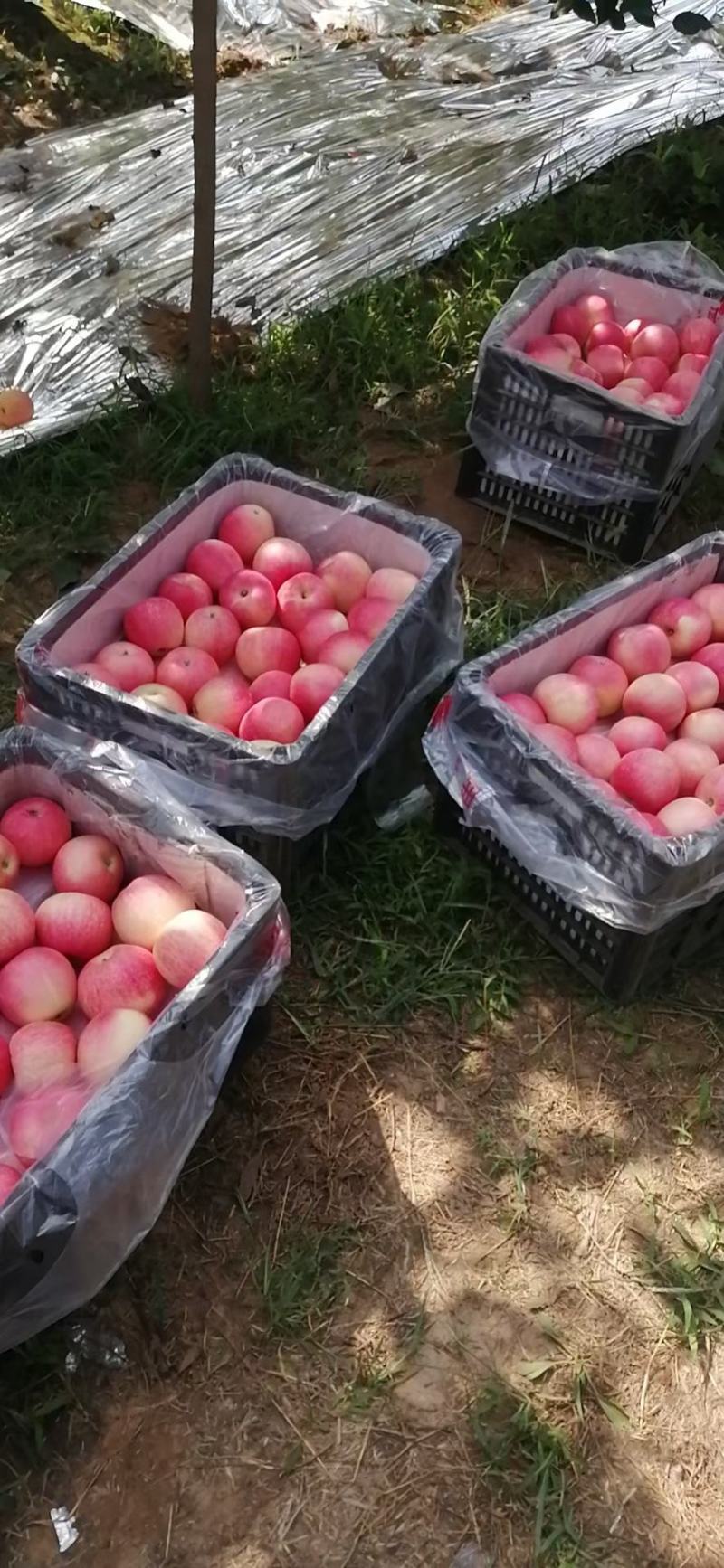 宜川冷库嘎啦苹果
