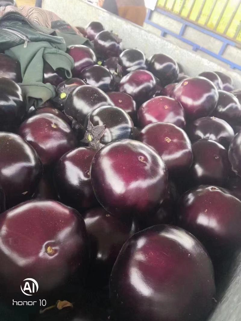 河南紫光圆茄圆茄茄子供应电商市场商超加工厂