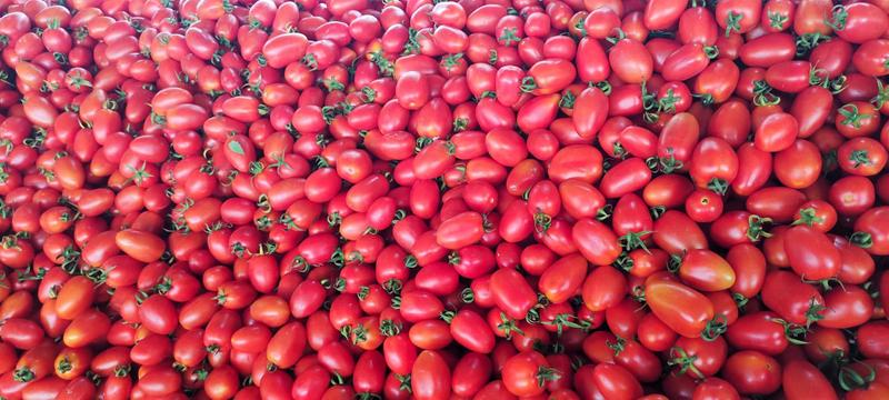 云南圣女果千禧果，小番茄，产地货源，量大从优欢迎来电洽谈