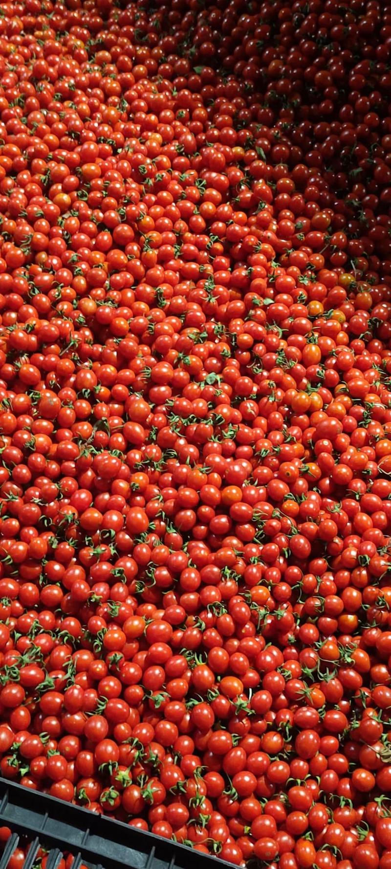 云南圣女果千禧果，小番茄，产地货源，量大从优欢迎来电洽谈