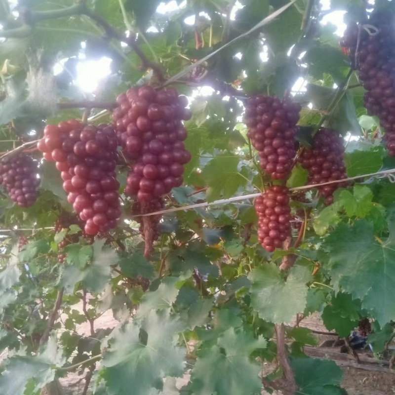 辽宁凌海巨峰葡萄大量上市