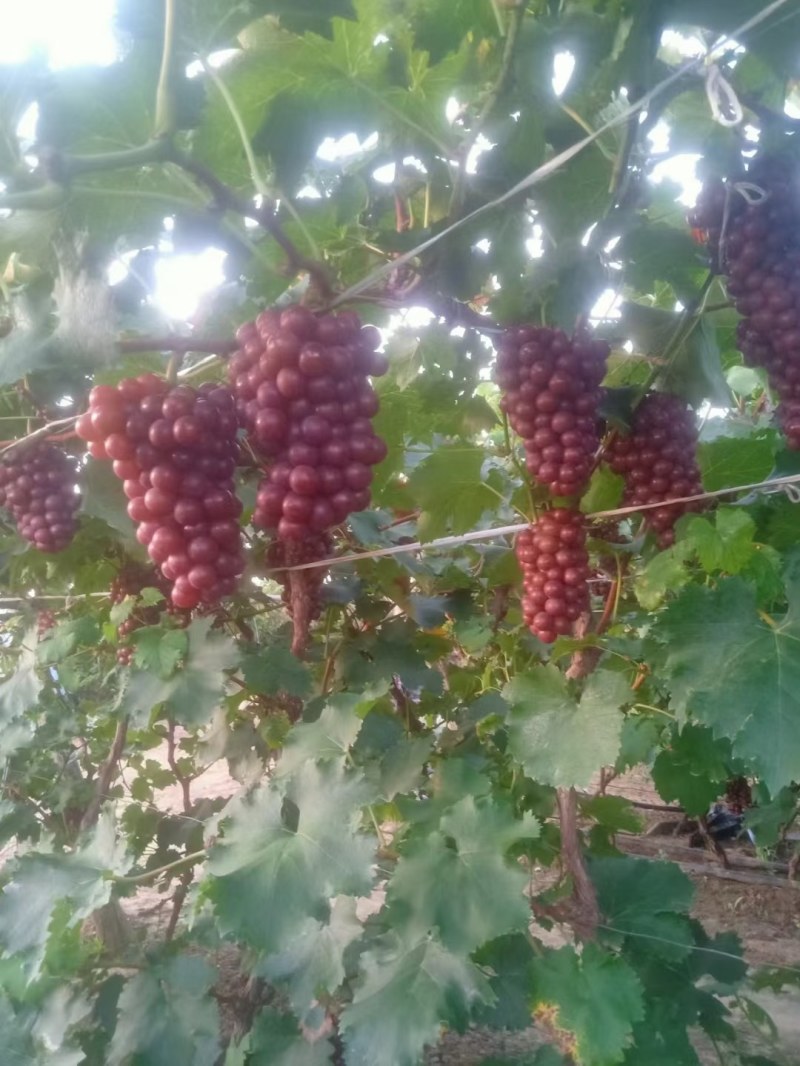 辽宁凌海巨峰葡萄大量上市