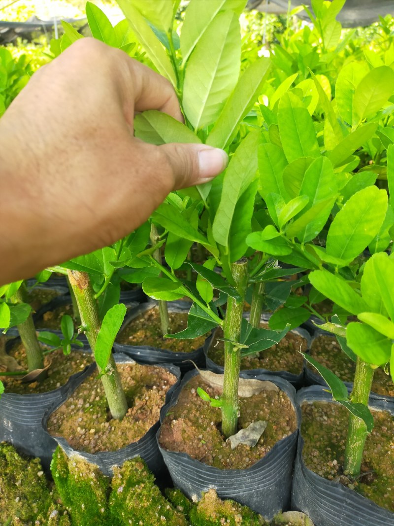 广东香水柠檬苗批发价品质保证