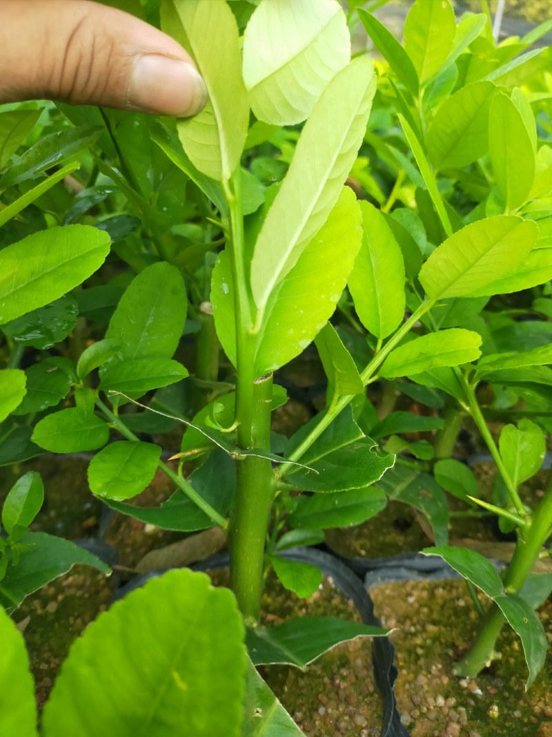 广东香水柠檬苗批发价品质保证
