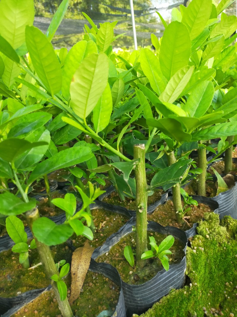 广东香水柠檬苗批发价品质保证