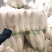 渣货白萝卜次品白萝卜工厂货养殖场食堂货泡菜厂