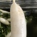 渣货白萝卜次品白萝卜工厂货养殖场食堂货泡菜厂