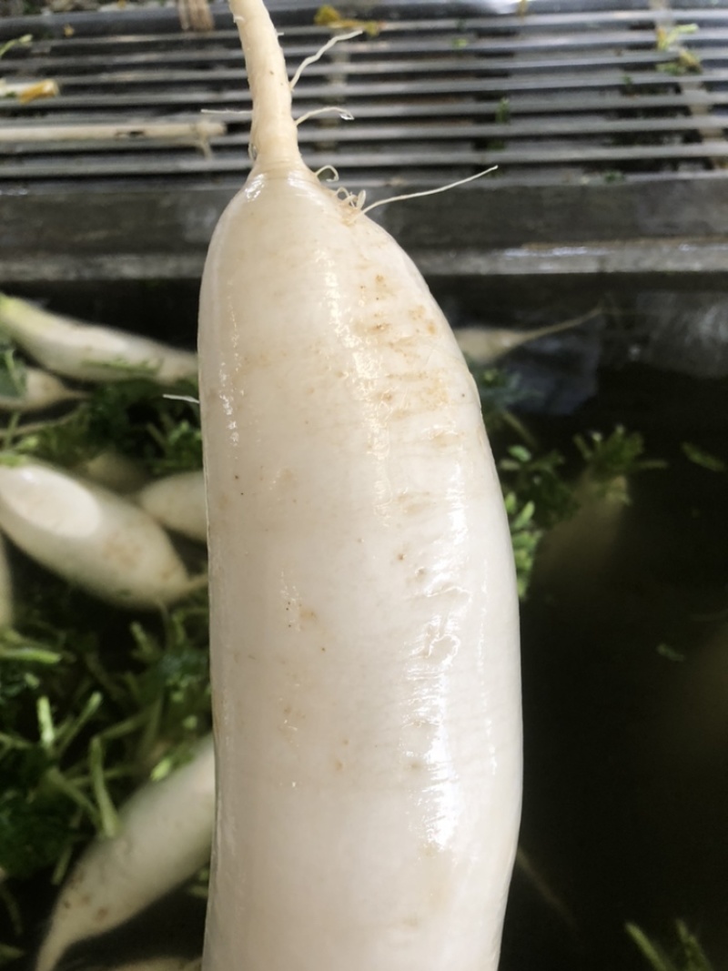 渣货白萝卜次品白萝卜工厂货养殖场食堂货泡菜厂