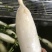 渣货白萝卜次品白萝卜工厂货养殖场食堂货泡菜厂