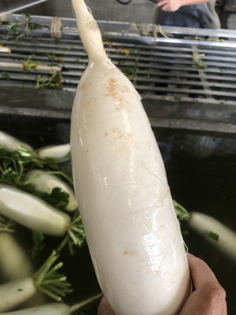 渣货白萝卜次品白萝卜工厂货养殖场食堂货泡菜厂