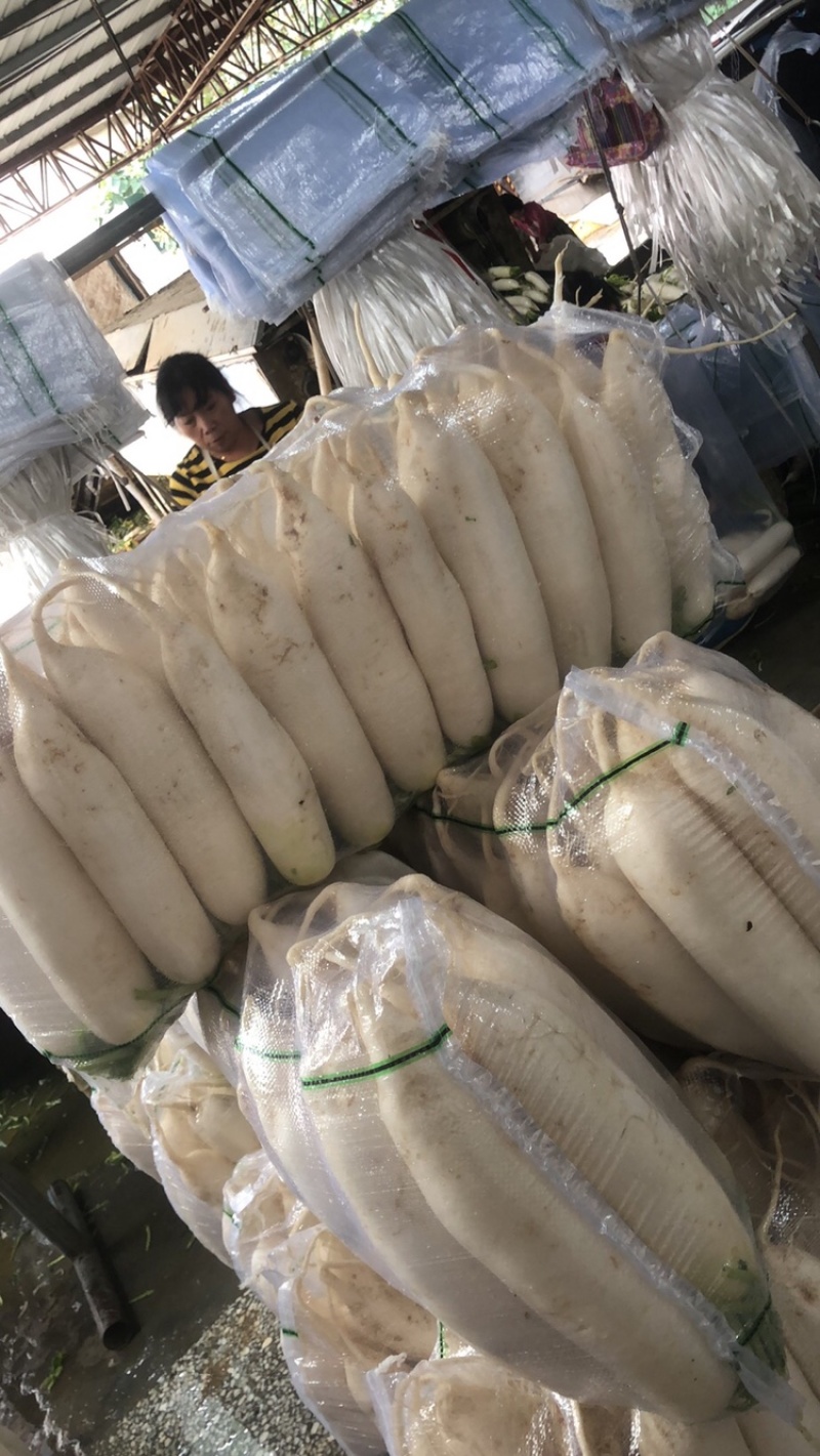 渣货白萝卜次品白萝卜工厂货养殖场食堂货泡菜厂