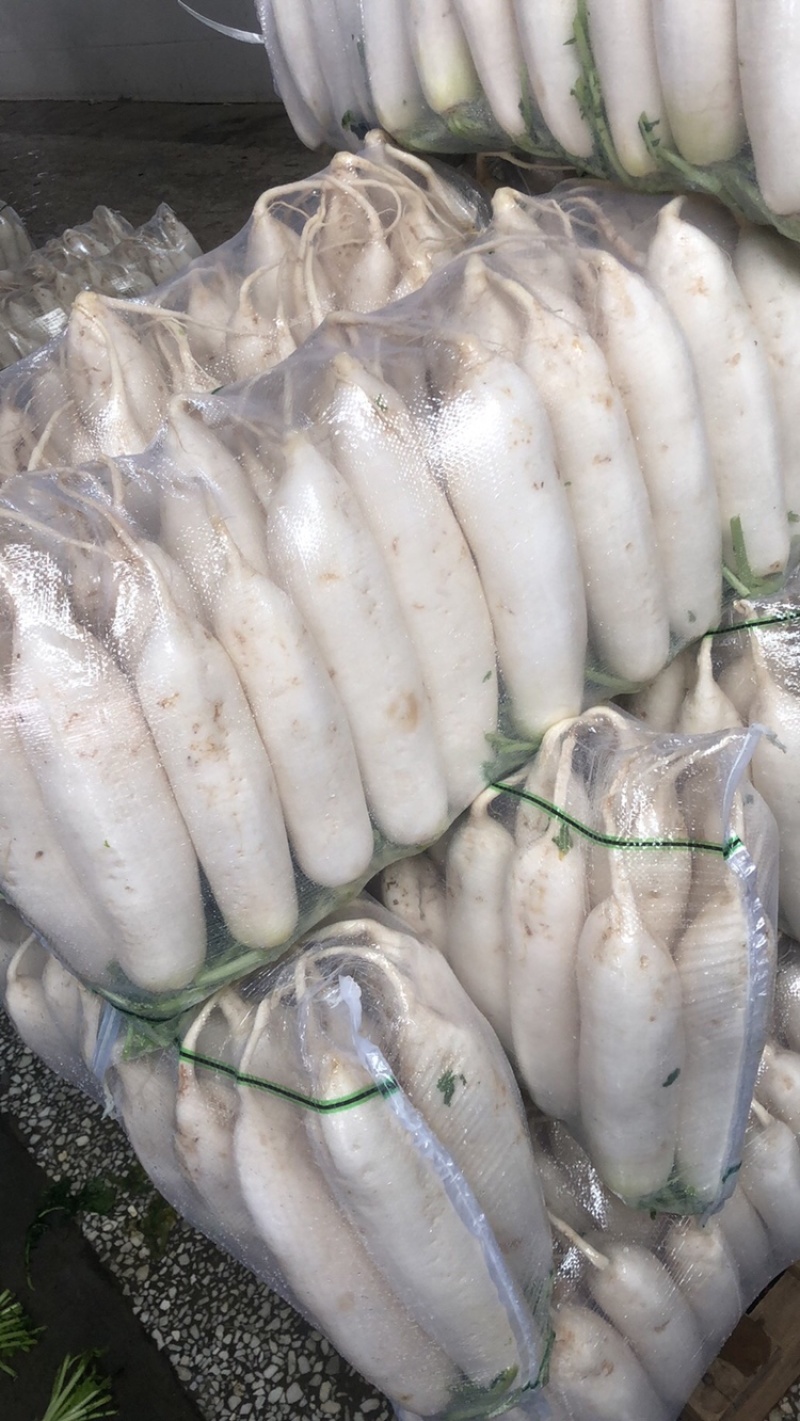 渣货白萝卜次品白萝卜工厂货养殖场食堂货泡菜厂