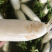 渣货白萝卜次品白萝卜工厂货养殖场食堂货泡菜厂
