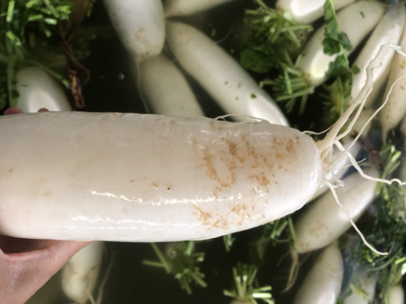 渣货白萝卜次品白萝卜工厂货养殖场食堂货泡菜厂