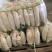 渣货白萝卜次品白萝卜工厂货养殖场食堂货泡菜厂