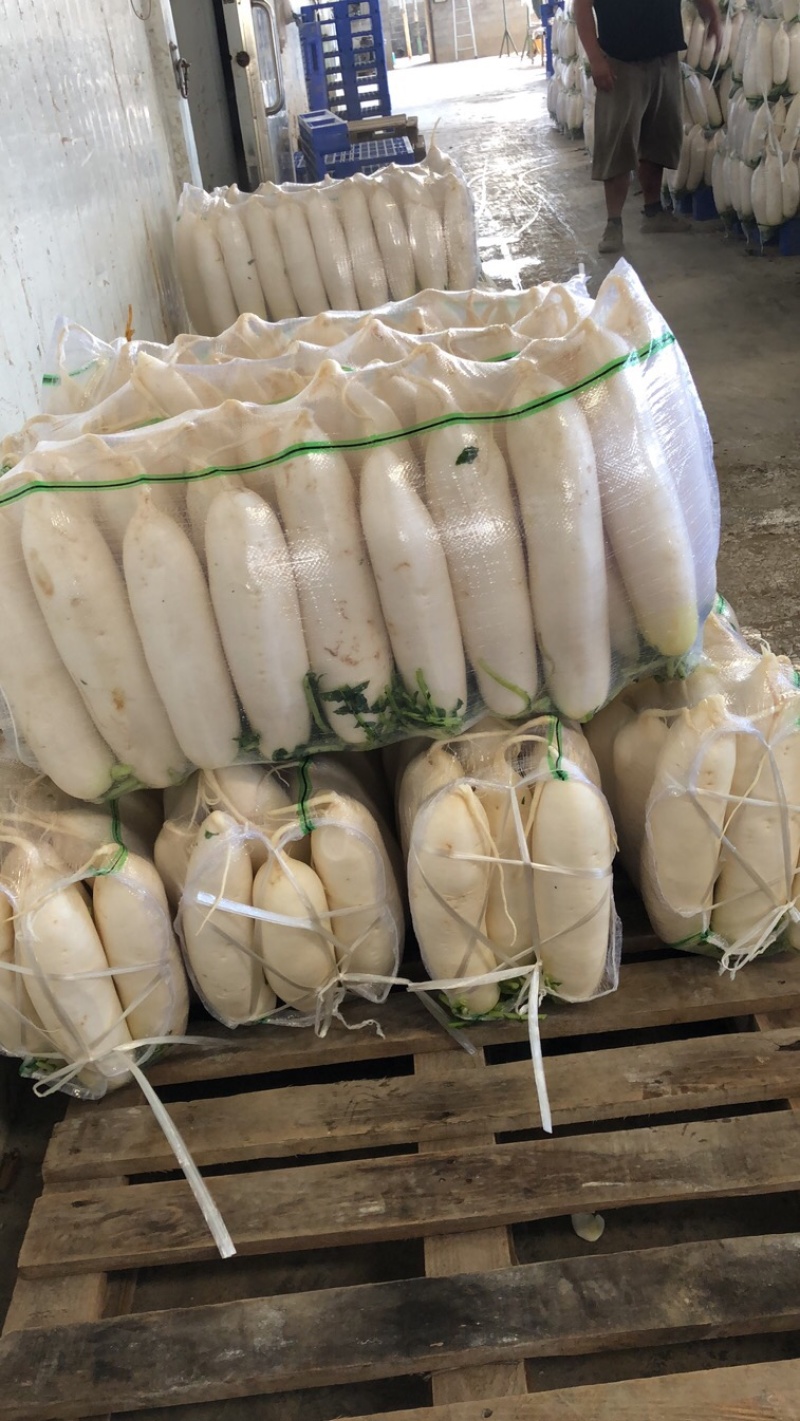 渣货白萝卜次品白萝卜工厂货养殖场食堂货泡菜厂