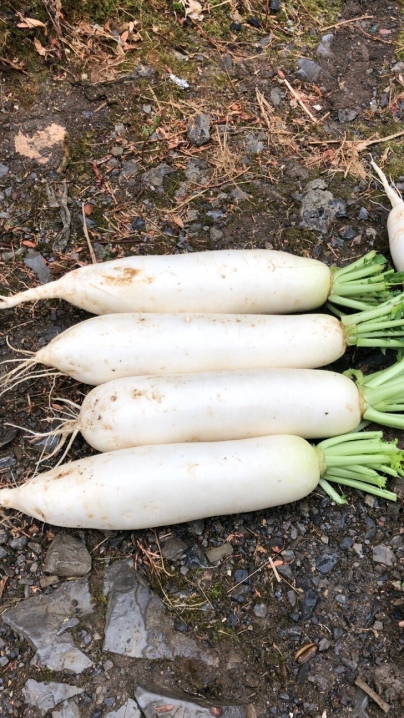 渣货白萝卜次品白萝卜工厂货养殖场食堂货泡菜厂