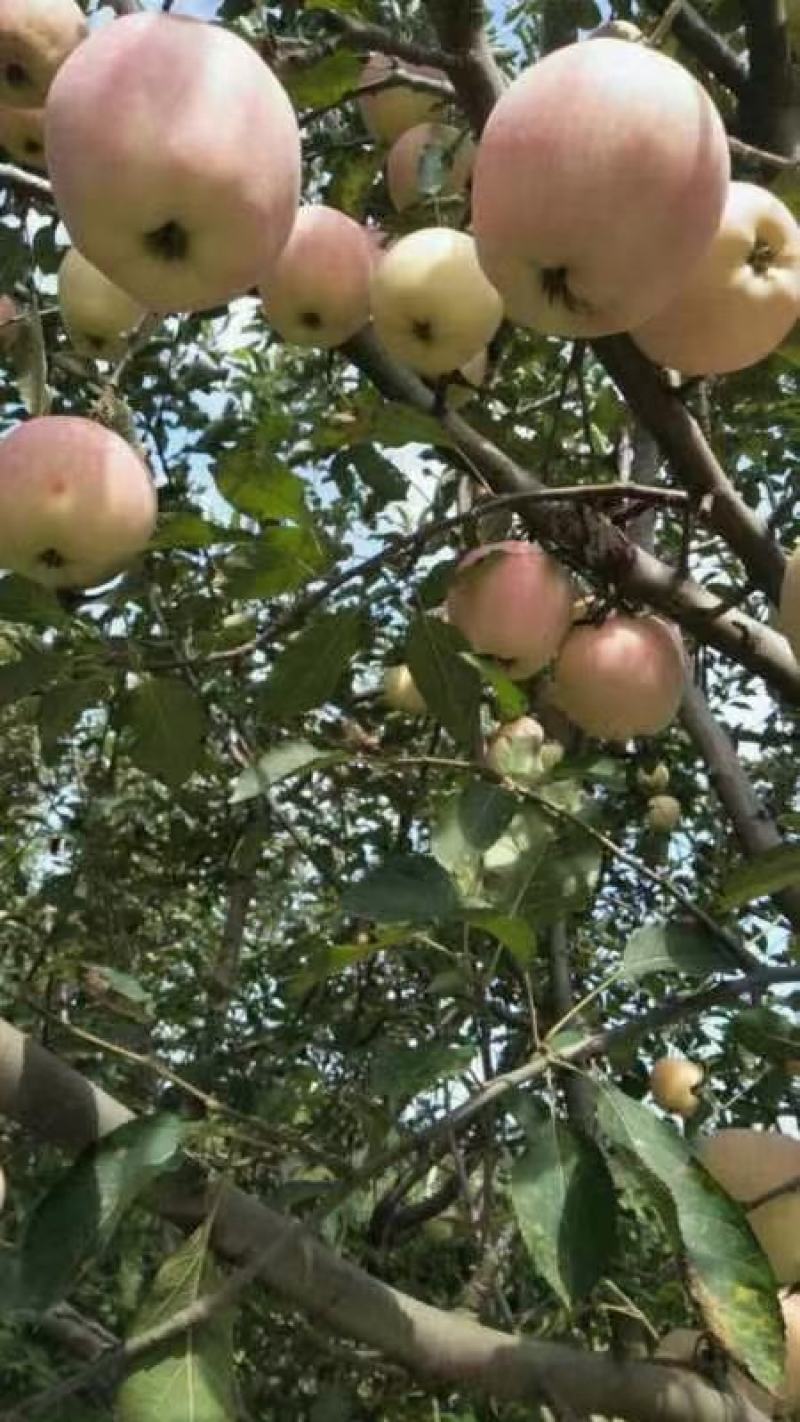 河北威县中秋王苹果大量上市