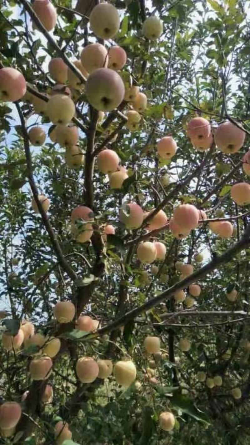 河北威县中秋王苹果大量上市