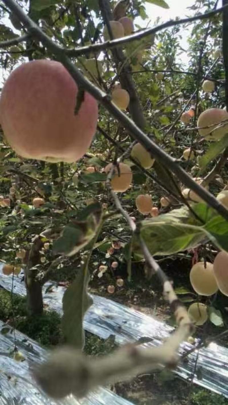 河北威县中秋王苹果大量上市
